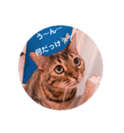 ベンガル キキちゃんのスタンプ（個別スタンプ：6）