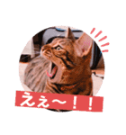 ベンガル キキちゃんのスタンプ（個別スタンプ：7）