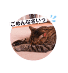 ベンガル キキちゃんのスタンプ（個別スタンプ：8）