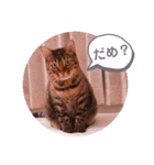 ベンガル キキちゃんのスタンプ（個別スタンプ：10）
