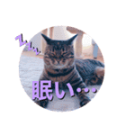 ベンガル キキちゃんのスタンプ（個別スタンプ：14）