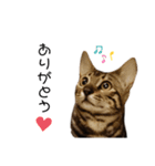 ベンガル猫のchoco babyちゃん（個別スタンプ：3）