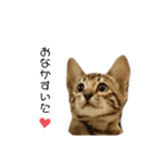 ベンガル猫のchoco babyちゃん（個別スタンプ：9）