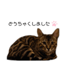 ベンガル猫のchoco babyちゃん（個別スタンプ：11）