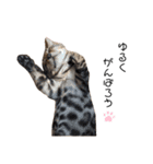 ベンガル猫のchoco babyちゃん（個別スタンプ：12）