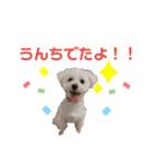 マルプーありたん2（個別スタンプ：11）