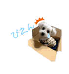 マルプーありたん2（個別スタンプ：16）