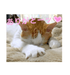 トラチワちゃん☆♪（個別スタンプ：1）