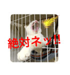 トラチワちゃん☆♪（個別スタンプ：4）