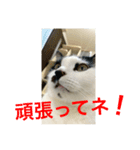 トラチワちゃん☆♪（個別スタンプ：6）