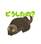 ラッコのあかちゃん（個別スタンプ：10）
