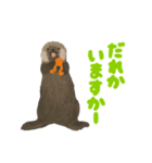 ラッコのあかちゃん（個別スタンプ：16）