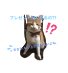 悩み猫（個別スタンプ：2）