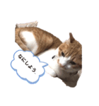悩み猫（個別スタンプ：4）