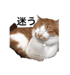 悩み猫（個別スタンプ：5）