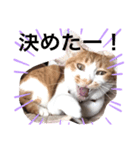 悩み猫（個別スタンプ：6）