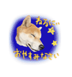 柴犬遠州弁あいさつ（個別スタンプ：6）