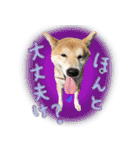 柴犬遠州弁あいさつ（個別スタンプ：10）