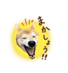 柴犬遠州弁あいさつ（個別スタンプ：11）