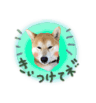 柴犬遠州弁あいさつ（個別スタンプ：19）