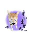 柴犬遠州弁あいさつ（個別スタンプ：23）