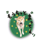 柴犬遠州弁あいさつ（個別スタンプ：36）