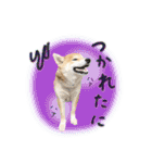 柴犬遠州弁あいさつ（個別スタンプ：37）