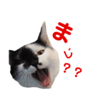 ねこNeko猫ネコ（個別スタンプ：1）