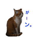 ねこNeko猫ネコ（個別スタンプ：2）