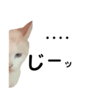 ねこNeko猫ネコ（個別スタンプ：4）