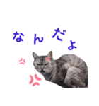 ねこNeko猫ネコ（個別スタンプ：6）