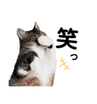 ねこNeko猫ネコ（個別スタンプ：7）