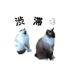 ねこNeko猫ネコ（個別スタンプ：8）