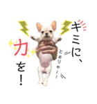 フレブルのぽーくちゃんブタンプ！！（個別スタンプ：16）