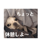 フレブルのぽーくちゃんブタンプ！！（個別スタンプ：17）