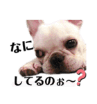 フレブルのぽーくちゃんブタンプ！！（個別スタンプ：21）