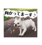 フレブルのぽーくちゃんブタンプ！！（個別スタンプ：22）