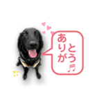 フラットコーテッドレトリバーBECK 挨拶用（個別スタンプ：1）