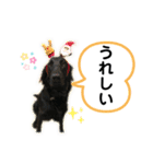 フラットコーテッドレトリバーBECK 挨拶用（個別スタンプ：2）