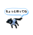 フラットコーテッドレトリバーBECK 挨拶用（個別スタンプ：6）