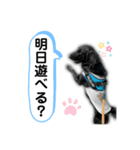 フラットコーテッドレトリバーBECK 挨拶用（個別スタンプ：9）