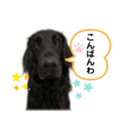 フラットコーテッドレトリバーBECK 挨拶用（個別スタンプ：11）