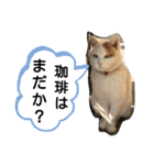 ねこミルク（個別スタンプ：2）