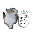 ねこミルク（個別スタンプ：3）