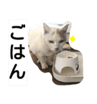 ねこミルク（個別スタンプ：4）