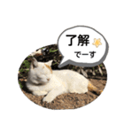 ねこミルク（個別スタンプ：5）