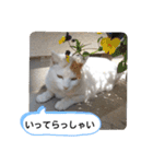 ねこミルク（個別スタンプ：6）