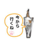 ねこミルク（個別スタンプ：7）