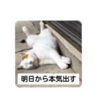ねこミルク（個別スタンプ：8）