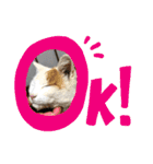 ねこミルク（個別スタンプ：10）